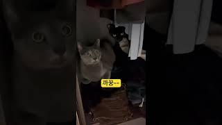 귀여운 녀석들. . .