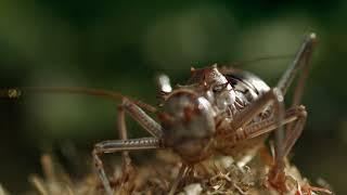 the enormous herd of birds and armored ground cricket(1080p)