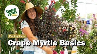 Crape Myrtle Basics