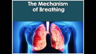 Respiratory System Lesson #3 PowerPoint (by Tangstar Science)