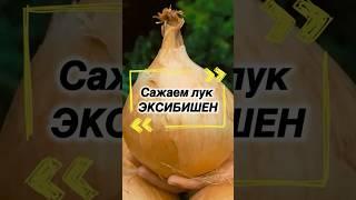Как вырастить лук размером с кулак?
