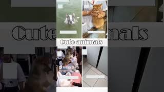 cute animals funny video trending shorts  #funnycomedyshort #cuteanimalsfunnyvideos #funnycomedy