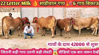 22 Letter Milk  आज गाय देखकर दील खुश हो जाएगा  Top Class 6 Sahiwal Gir Mix Tharparkar Cow For Sale