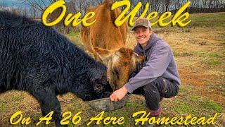 1 Week On A 26 Acre Farm - What Is A Homestead?