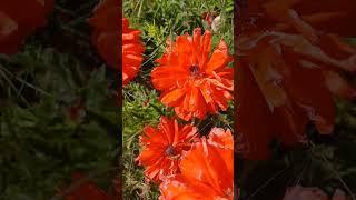 Многолетний декоративный мак #садоводничество #цветы #садовые_цветы