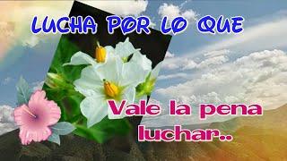 Lucha por lo que vale la pena, FRASES DE BUENAS TARDES