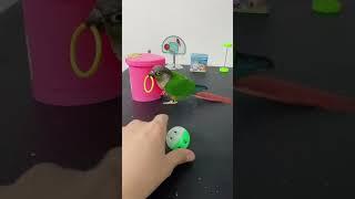 smart parrot Bird #smartparrot