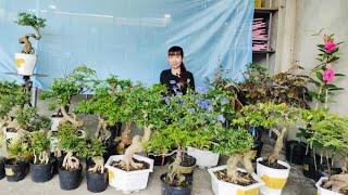 Bonsai THIÊN PHÚC 13/6 Mini giá mềm Linh Sam, Khế Nhật, Me Chua, Hồng Ngọc Mai, Tùng Tuyết