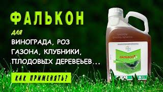 Фунгицид ФАЛЬКОН — средство от болезней растений. Как правильно применять Фалькон