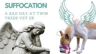 Dog Suffocation- A Sad Day At Twin Trees Vet︱Cute Patients from Twin Trees Vet ER