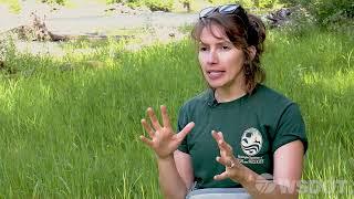 Pacific Lamprey training video 4: A combination of all clips filmed in the filed