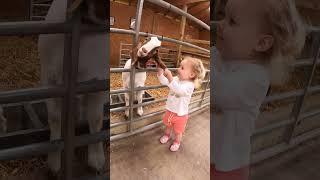 DON'T TOUCH MY EARRINGS #shorts #cute #cutebaby #animals #goats #earrings