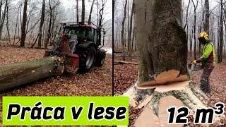 Nový porast  Hrubé buky  Skidder ORVEX LT100 | Zetor Proxima | Big Trees | Working in to forest |