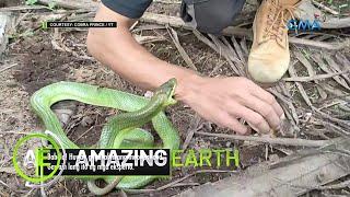 Amazing Earth: Snake hunting as a hobby?!