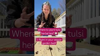 #watch and #learn #where to #plant #tulsi #basil #herbaltea #containergardening #vegetables #easy