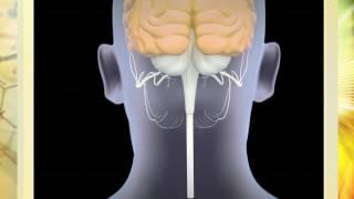 Hans Selye's General Adaption Syndrome and the HPA Axis: Exploring the Connection