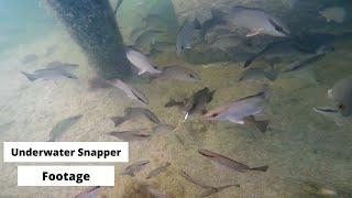 Mangrove Snapper Underwater Footage at Our Fishing Honey Hole!