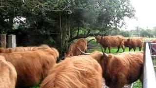 Succesfully moving Highland Cattle into the new field