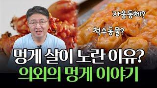 자웅동체, 척수동물? 알면 알수록 신기한 멍게 이야기