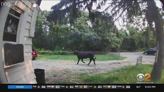 1,500-Pound Bull Loose On Long Island