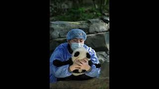 Panda playdates: giggles guaranteed! #pandasong #animal #pandapanda