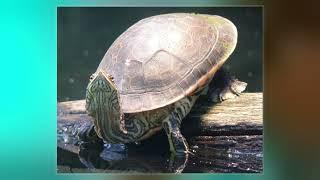 Chicken Turtle