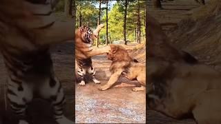 Epic Battle: Tiger vs Lion – Who is the True King of the Jungle?