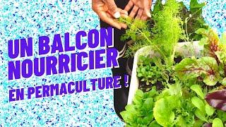 Un balcon nourricier en permaculture (quand on n'y connaît queud)