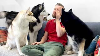 My Huskies And Cats Follow Me Everywhere! What It's Like to Live With Five Pets