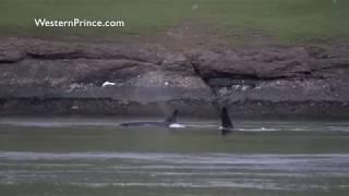 The T2Cs (Bigg's Killer Whales) attempt to hunt a Steller Sea Lion...