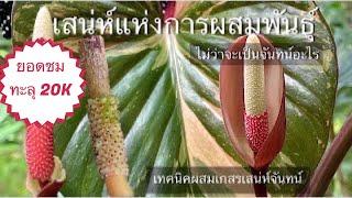 เทคนิคการผสมข้ามเสน่ห์จันทร์ ลุ้นเมล็ดแม่ประกายดาว ( Homalomena breeding) EP.1