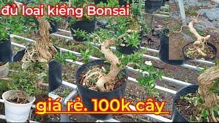 10/8. đủ loại kiểng Bonsai (giá rẻ) giá 100k cây,, bao síp cần giao Lưu