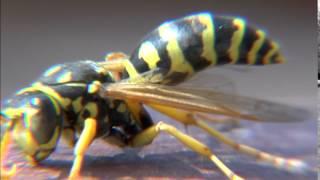 Rose Pest Solutions Wasp Control