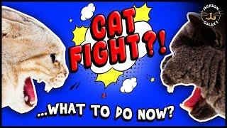 How to Deal with Cat Fights