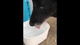 Dog drinking water slow motion