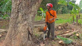 Keep road users safe from dead dry trees - Husqvarna 395 Chainsaw