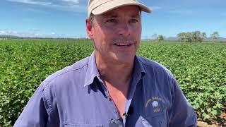 North Queensland farm tour highlights growing interest in cotton production