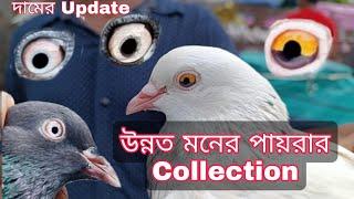 উন্নত মনের পায়রার Collection Prejoon market Kolkata West Bengal #paira #prejon #bird