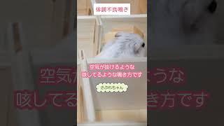 どんな気持ち？ハムスターの鳴き声特集　#ジャンガリアンハムスター #ジャンガリアン #ハムスター #ハムスター赤ちゃん #shorts