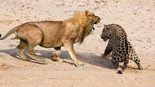 Jaguar VS Lion