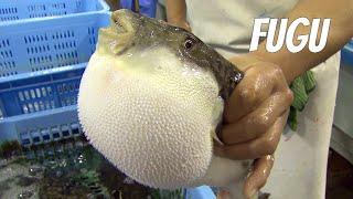 Fugu fish: risky Japanese delicacy. LIVE FUGU. English version