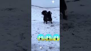 How strong are wild yaks? Fantastic animals on TikTok Confusing behavior of animals Wild yaks