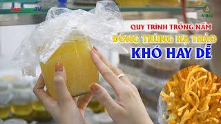 Quy trình nuôi cấy đông trùng hạ thảo cho người mới | Kỹ thuật nuôi đông trùng hạ thảo - Phần 2