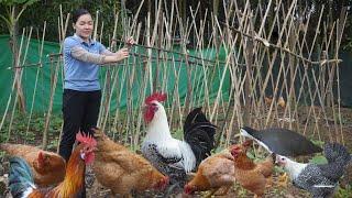 Raising Organic Chickens in The Forest, Harvesting Eggs to Sell, Taking Care Beans Garden.Amy forest