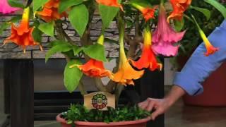 Roberta's 2-pc. Large Bloom Angel Trumpet Patio Tree on QVC