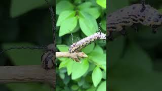 Siberian Owl moth caterpillar!