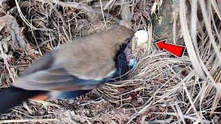 Robin bird eating dirty poop of her chicks away from nest @BirdPlusNature