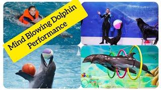 A Must-Experience Attraction: Dubai Dolphin and Seal Show | Dubai Dolphinarium