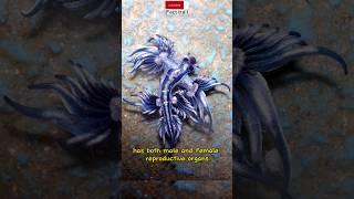 the Blue Dragon has both male and female reproductive organs #animalsfacts #short
