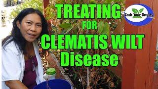 HOW TO TREAT CLEMATIS WILT DISEASE